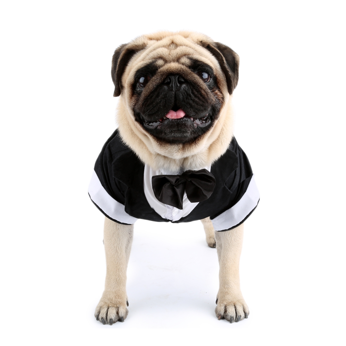 Dog Shirt Puppy Clothes, Pet W - Pet Supplies Co recension och pris