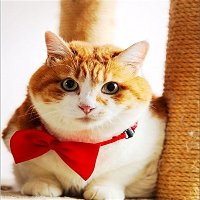 400PCS/lot Adjustable Dog Cat  - Pet Supplies Wholesale recension och pris