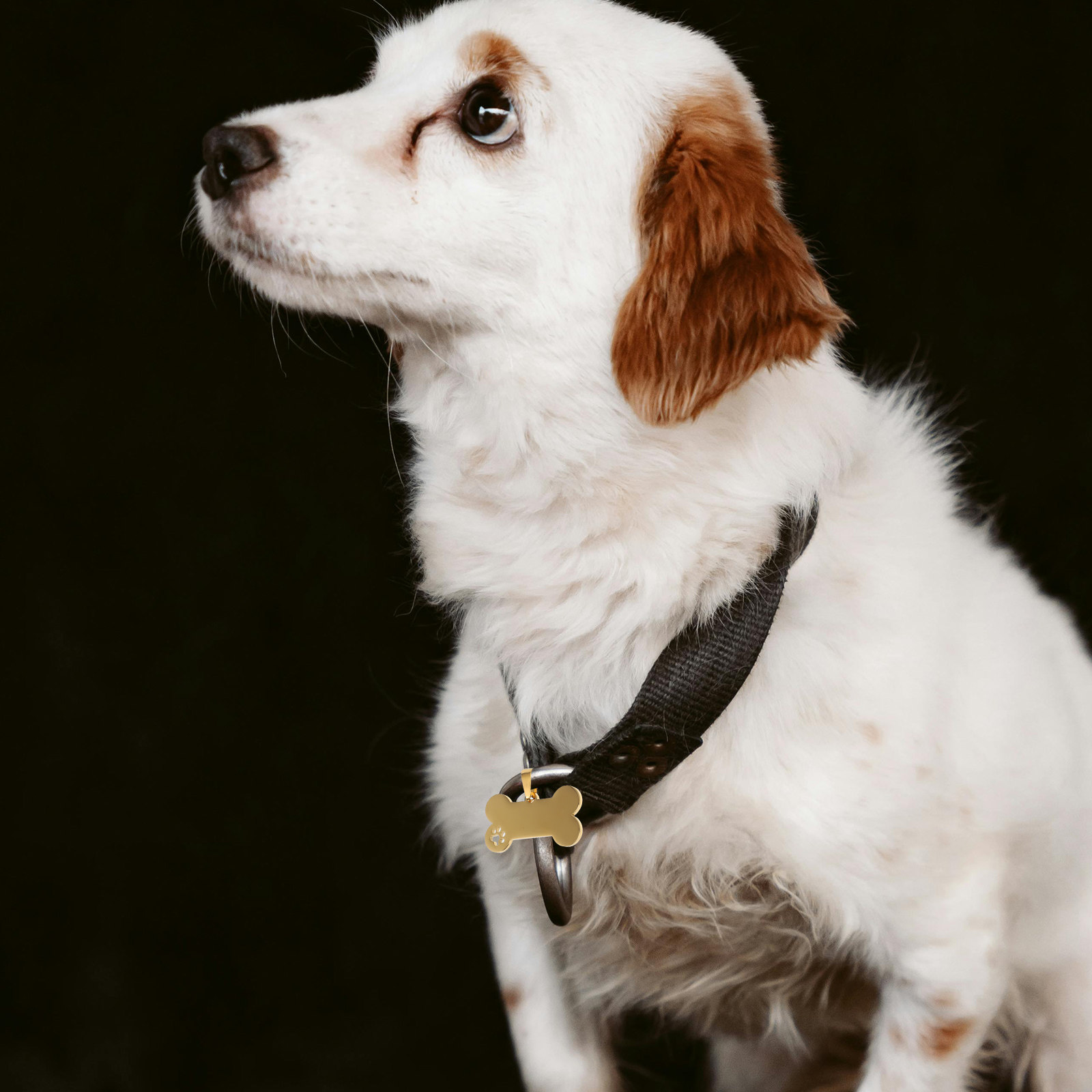 4Pcs Blank Dog Tags Stainless  - Pet Supplies Online recension och pris